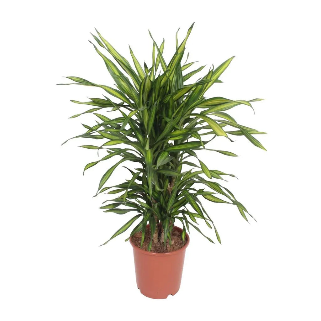 Dracaena fragrans ‘Riki’ – eleganter Drachenbaum für Wohnraum & Büro