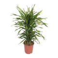 Dracaena fragrans ‘Riki’ – eleganter Drachenbaum für Wohnraum & Büro