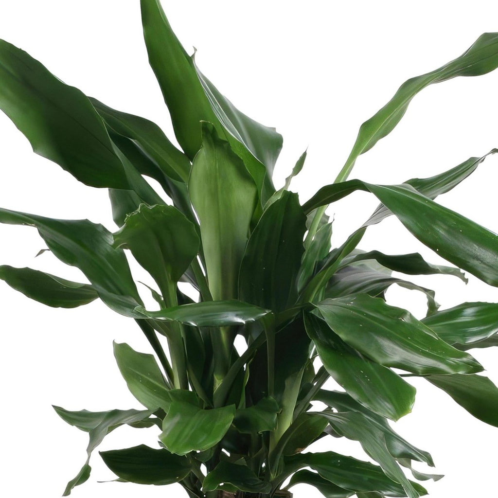 Dracaena fragrans Blattwerk – glänzende lanzettliche Blätter in sattem Grün