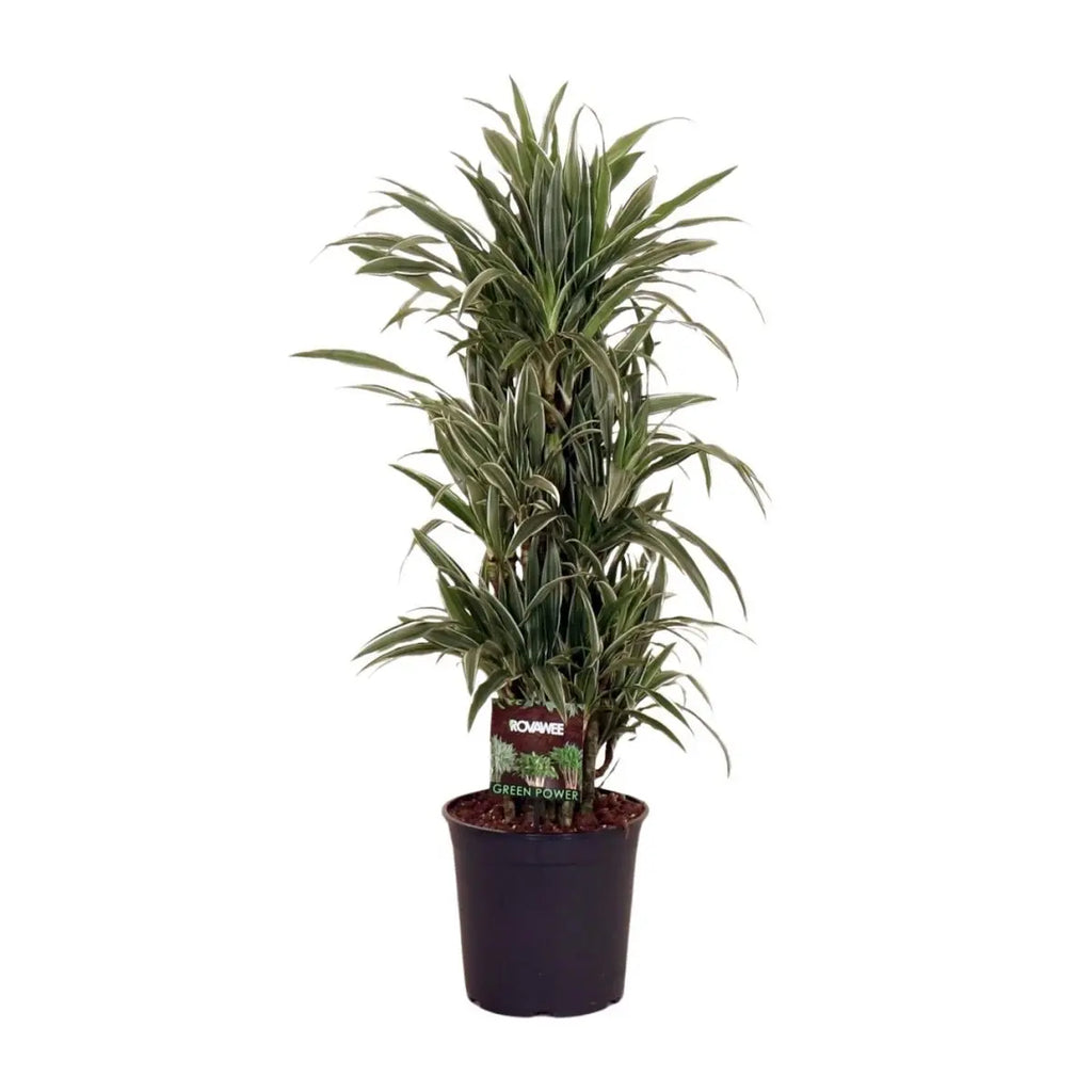 Dracaena fragrans Warneckei Ø27 cm ca. 110 cm Zimmerpflanze