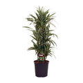 Dracaena fragrans Warneckei Ø27 cm ca. 110 cm Zimmerpflanze