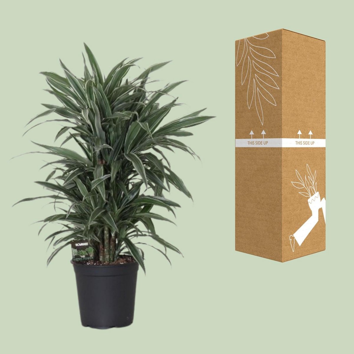 Dracaena fragrans ‘Warneckei’ neben bruch- und transportsicherer Versand-Verpackung