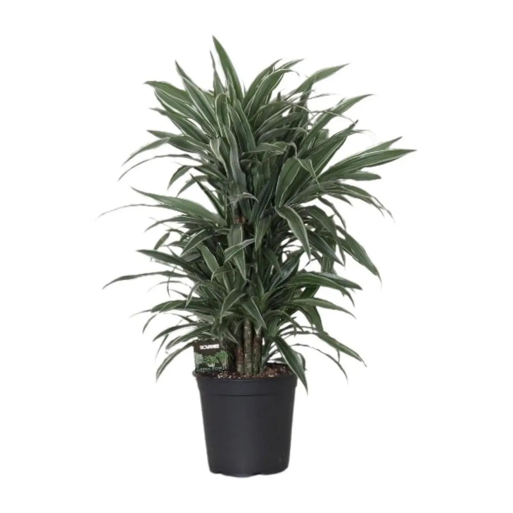 Dracaena fragrans Warneckei Zimmerpflanze Ø24cm ca 100cm