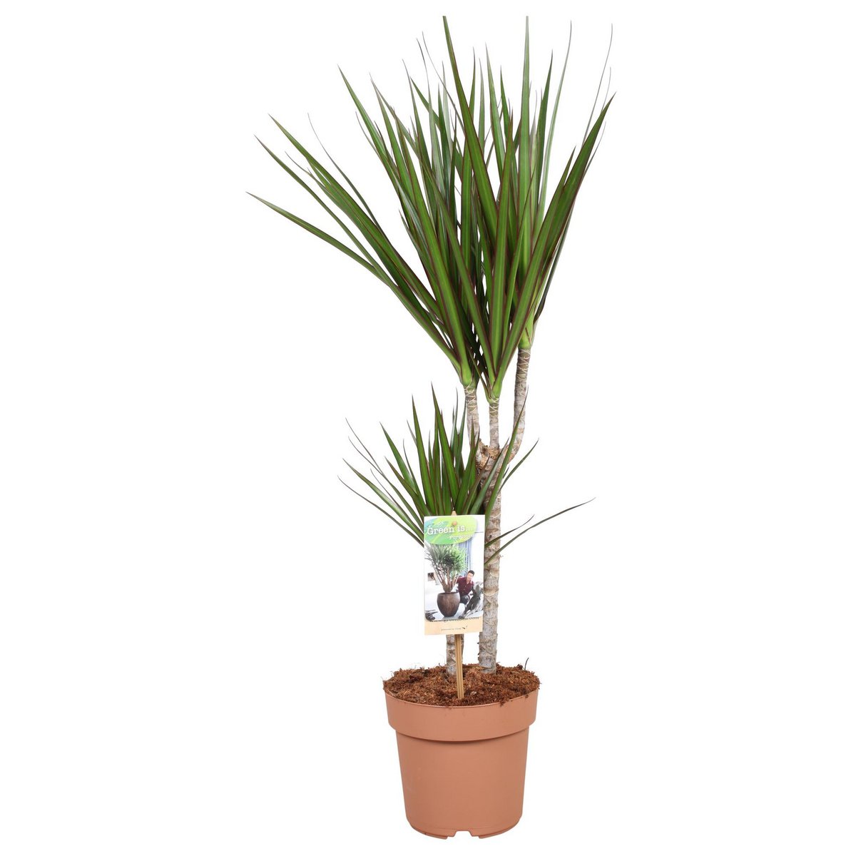 Dracaena marginata im Topf ca 75 cm Gesamthoehe