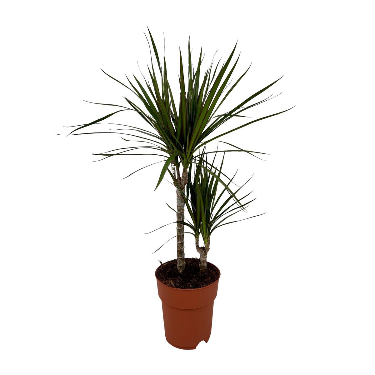 Dracaena marginata Drachenbaum im Topf Ø19 cm Zimmerpflanze