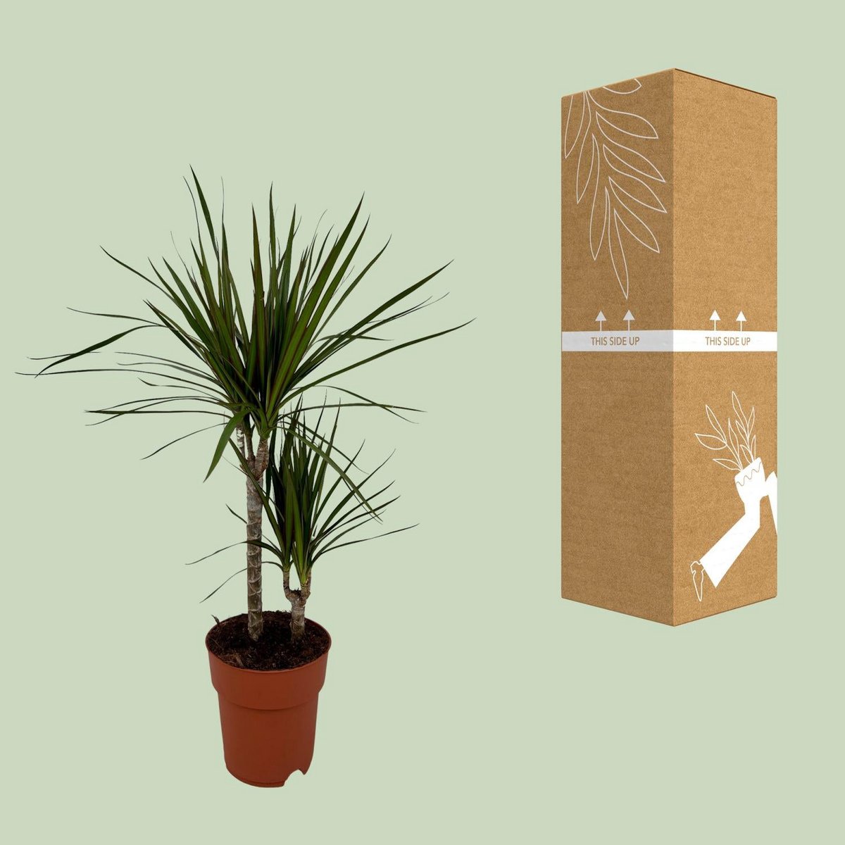 Dracaena marginata schlanker Wuchs dekorativer Blickfang mit transportsicherer Versandverpackung
