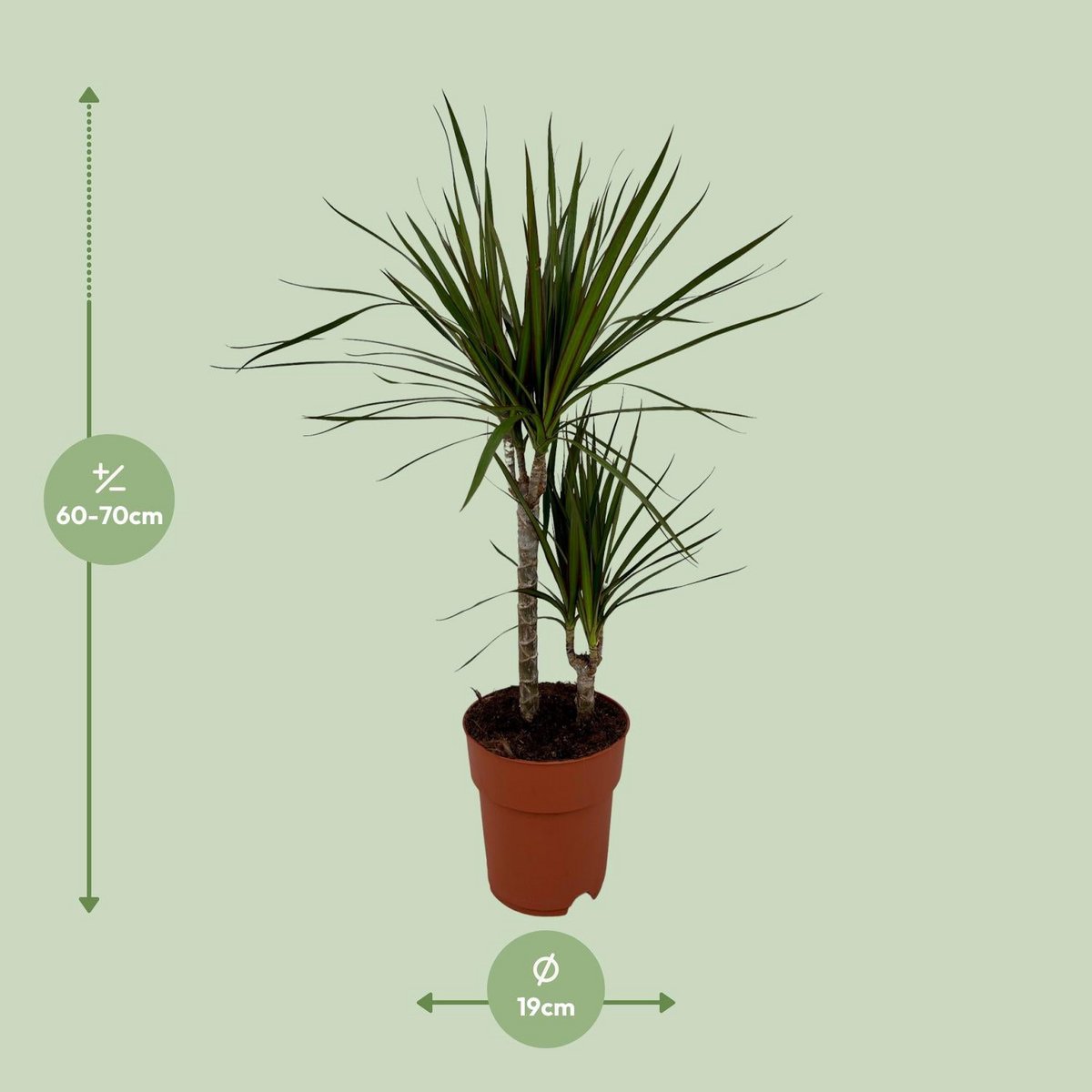 Dracaena marginata schlanker Wuchs dekorativer Blickfang Visualisierung Größe