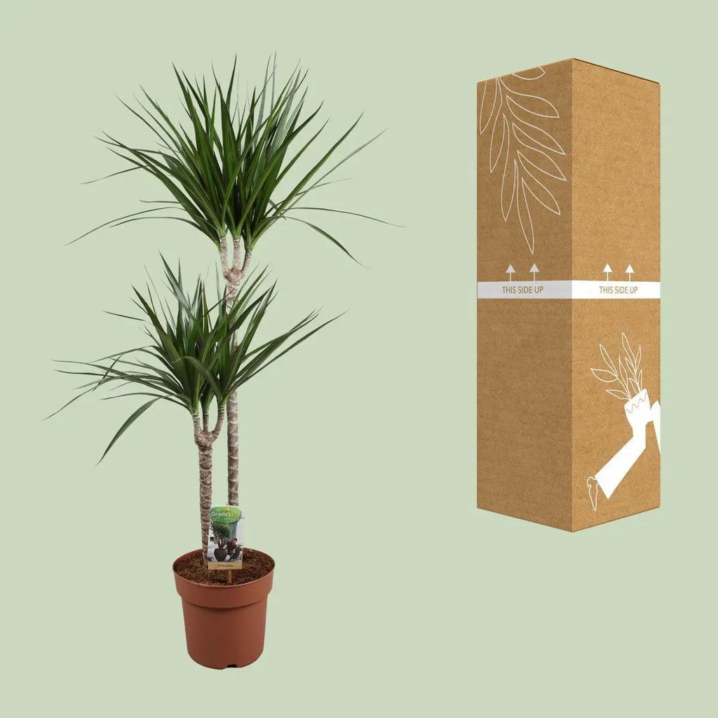 Dracaena marginata Drachenbaum neben der Verpackung für die Auslieferung