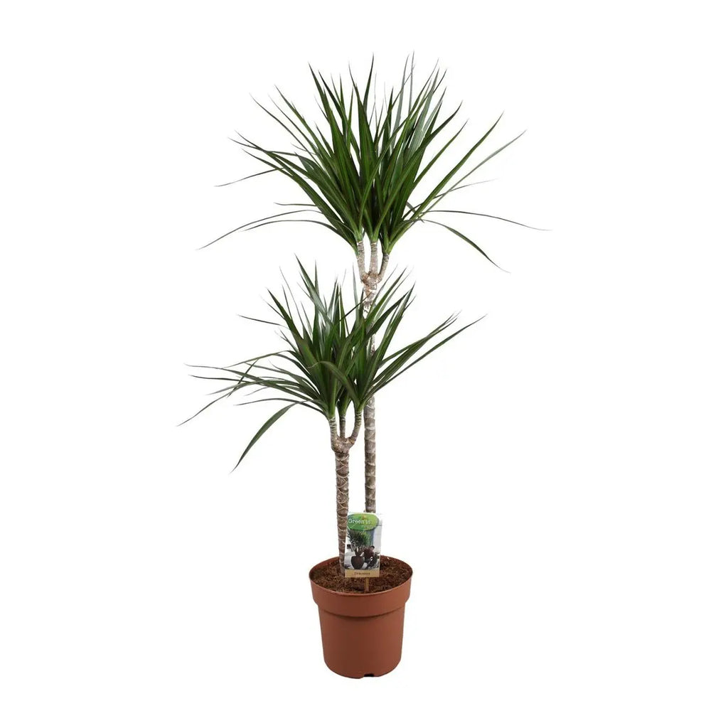 Dracaena marginata Drachenbaum Zimmerpflanze mit schmalen grünen Blättern im Topf bei LIeferung mit 2 Stämmchen