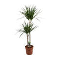 Dracaena marginata Drachenbaum Zimmerpflanze mit schmalen grünen Blättern im Topf bei LIeferung mit 2 Stämmchen