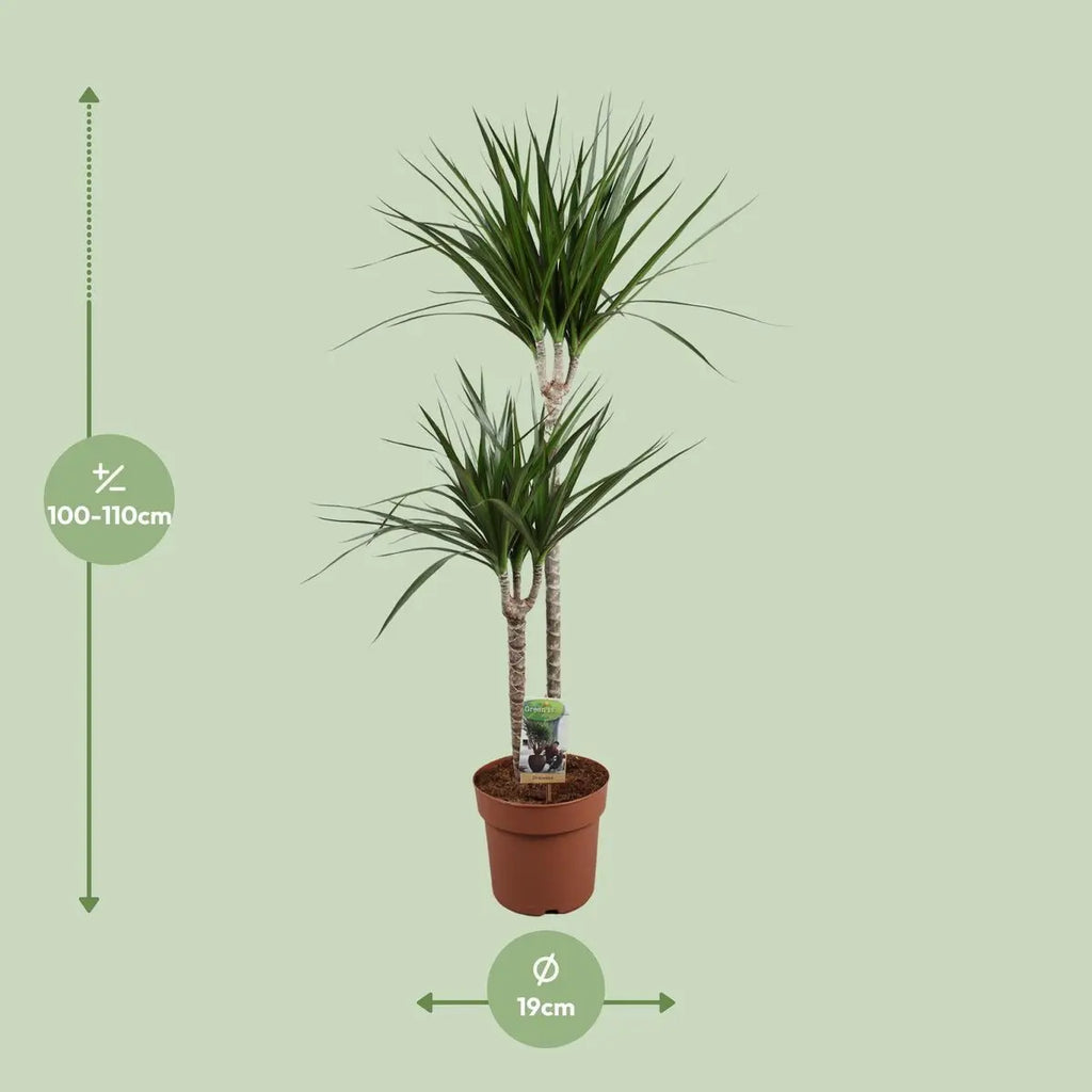 Dracaena marginata Visualisierung der Lieferhöhe und des Durchmessers des Pflanztopfs
