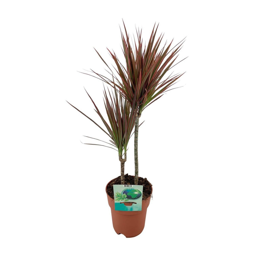 „Dracaena marginata Rainbow Drachenbaum im Topf Ø19 cm – Gesamtansicht“
