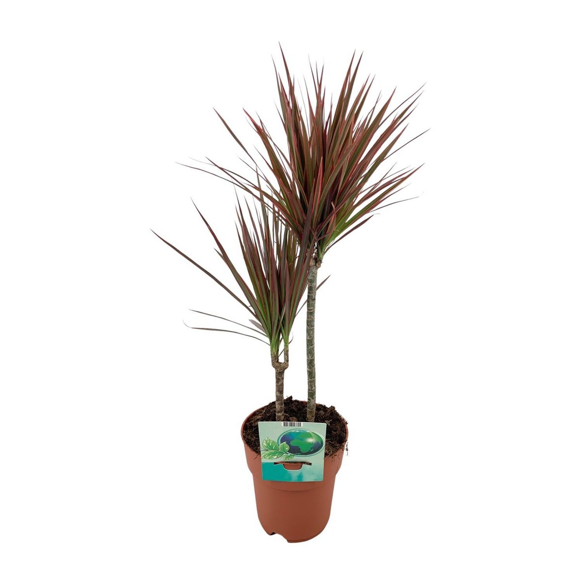 „Dracaena marginata Rainbow Drachenbaum im Topf Ø19 cm – Gesamtansicht“