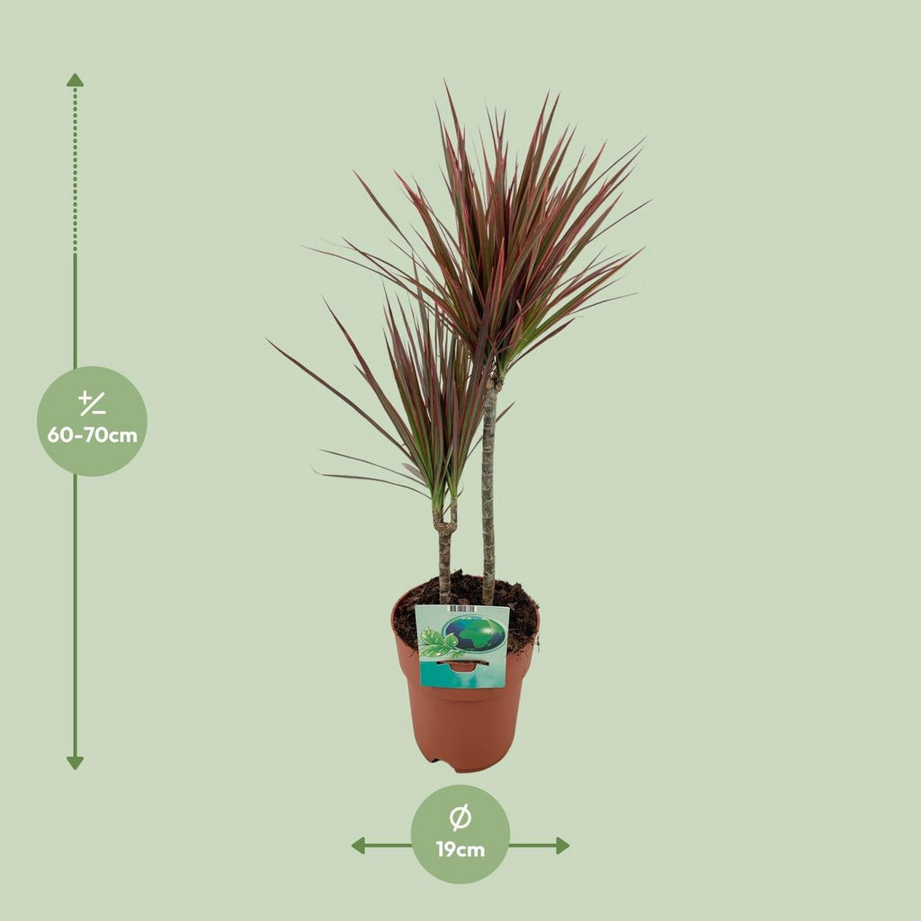 Dracaena marginata Rainbow Größen-Darstellung bei Auslieferung