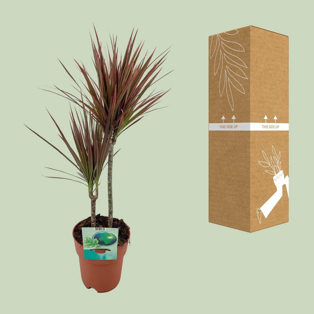Dracaena marginata Rainbow mit gesicherter Transportverpackung