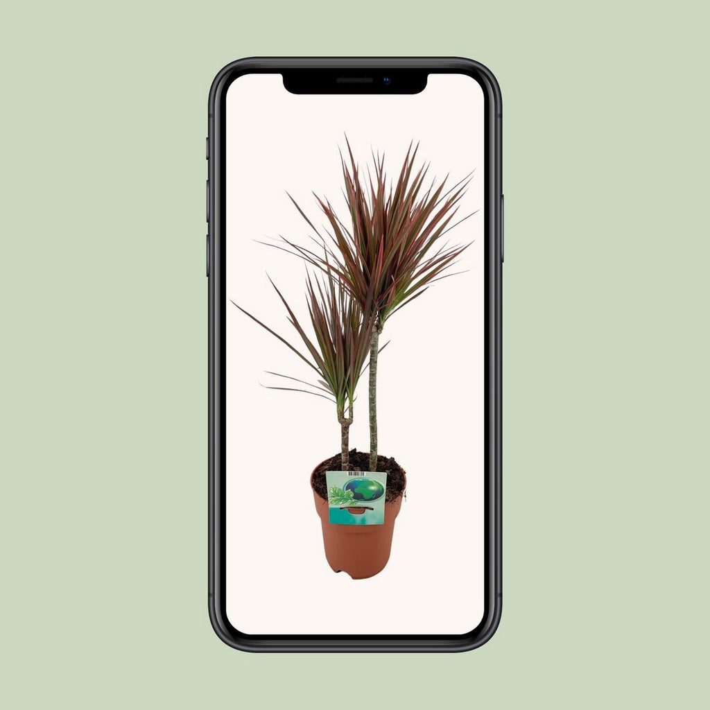 Dracaena marginata Rainbow Studio Foto auf Mobiltelefon dargestellt