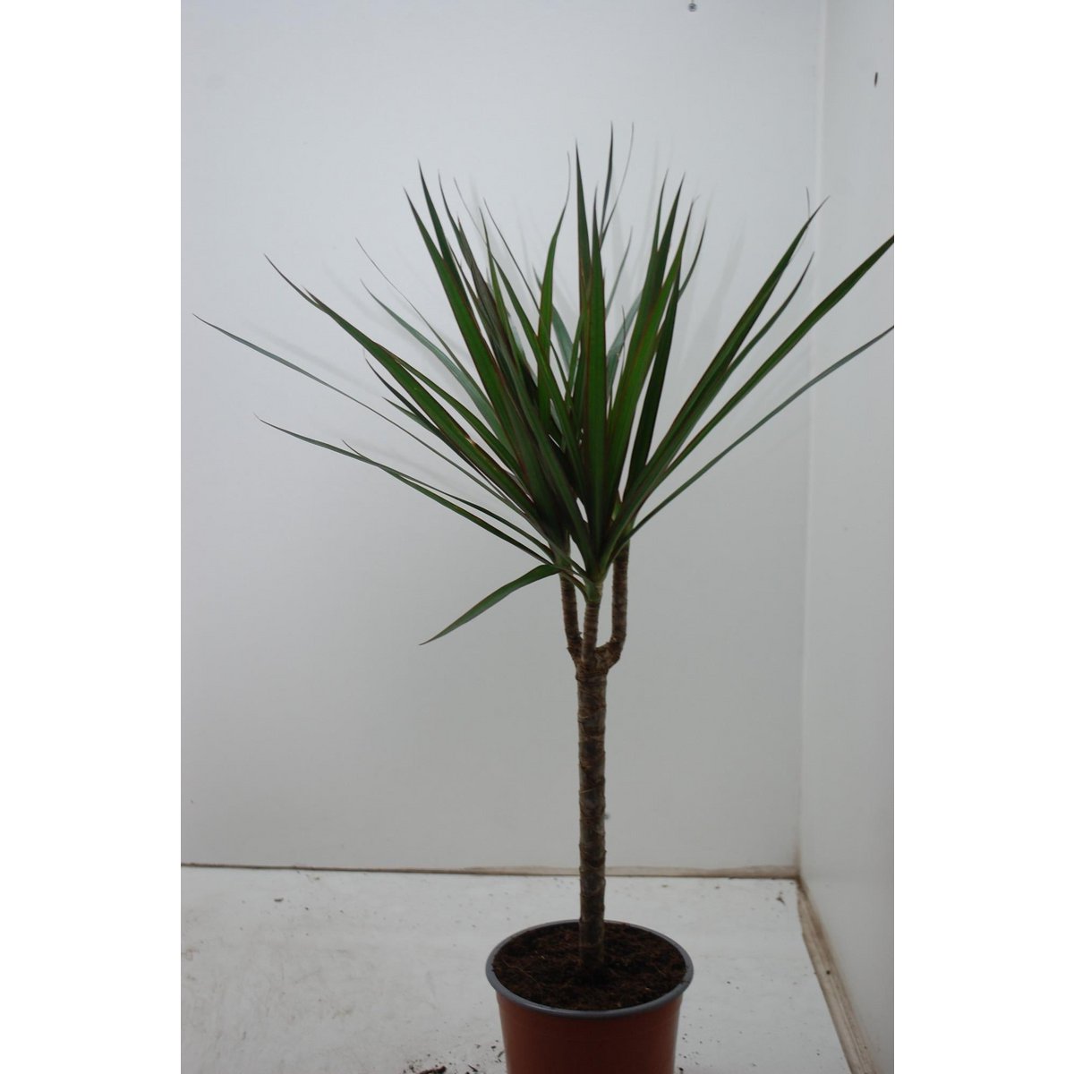 Dracaena marginata Zimmerpflanze P17, ca. 60 cm hoch mit roten Blatträndern