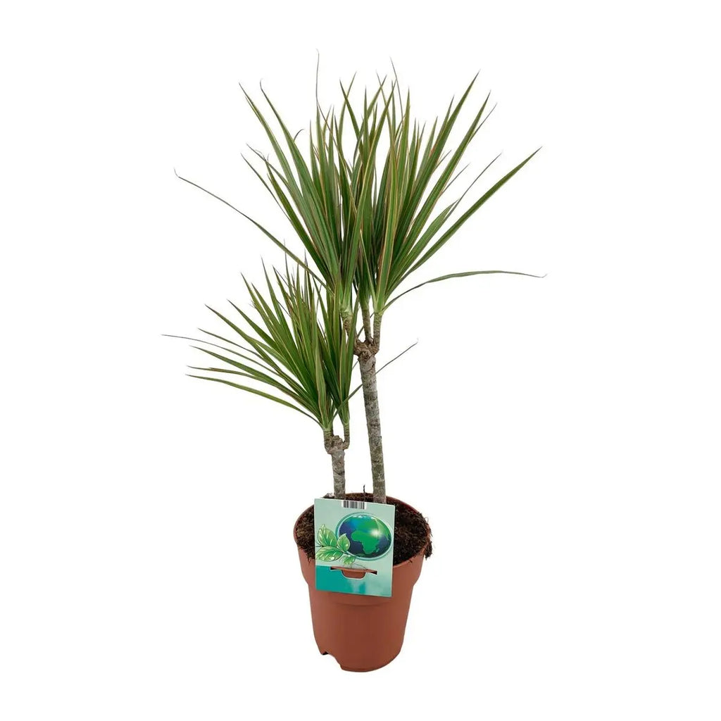 Dracaena marginata bicolor (Drachenbaum) im Topf bei Lieferung mit 2 Stämmen