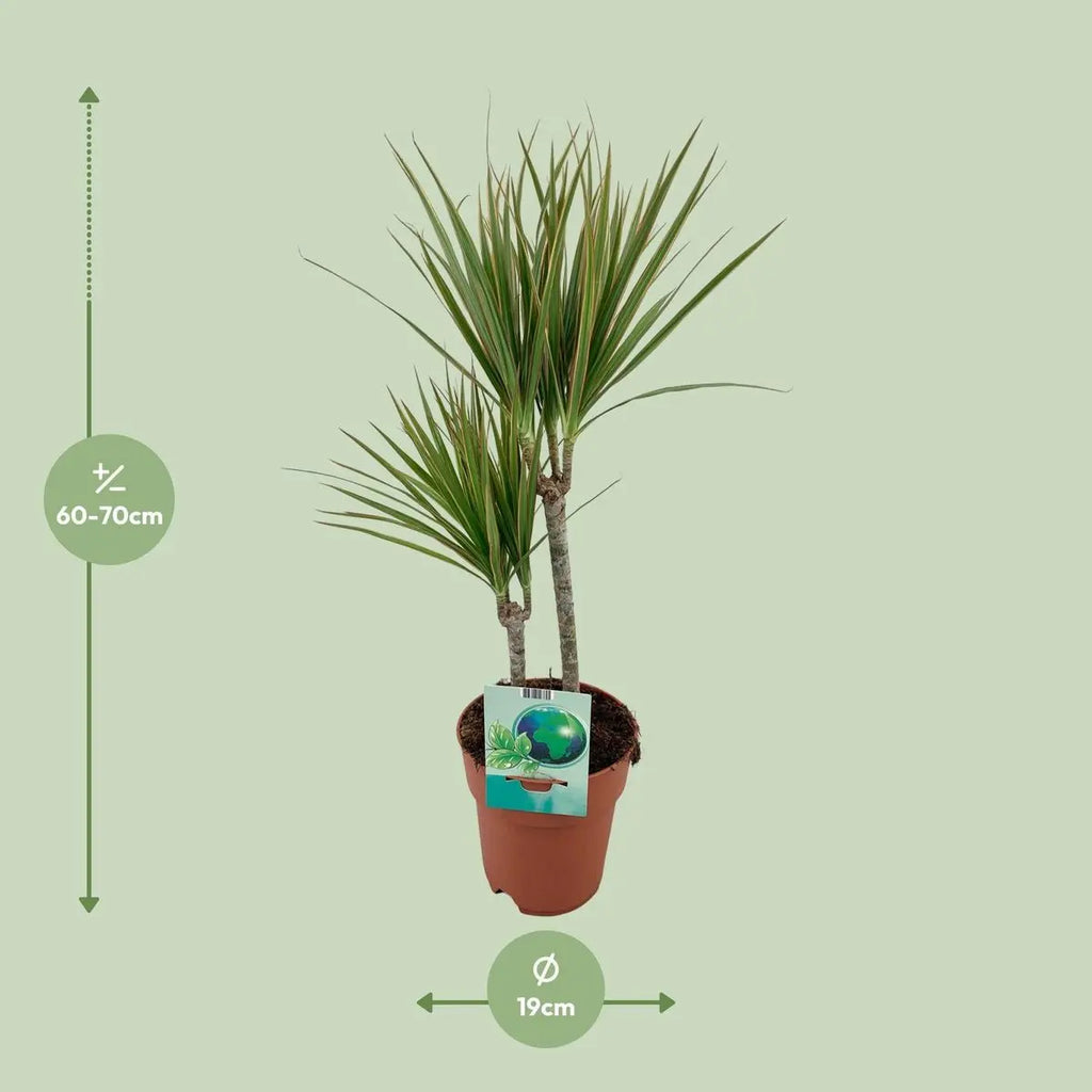 Dracaena marginata bicolor (Drachenbaum) Visualisierung der Größe bei Lieferung 