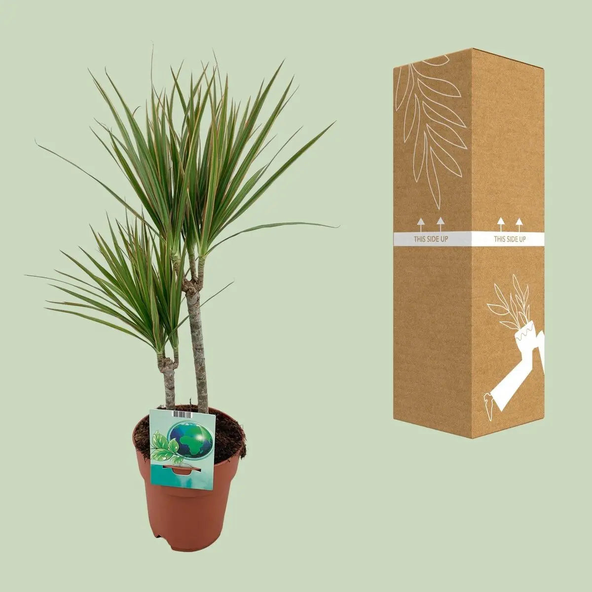 Dracaena marginata bicolor (Drachenbaum) mit Auslieferungs-Verpackung zusammen