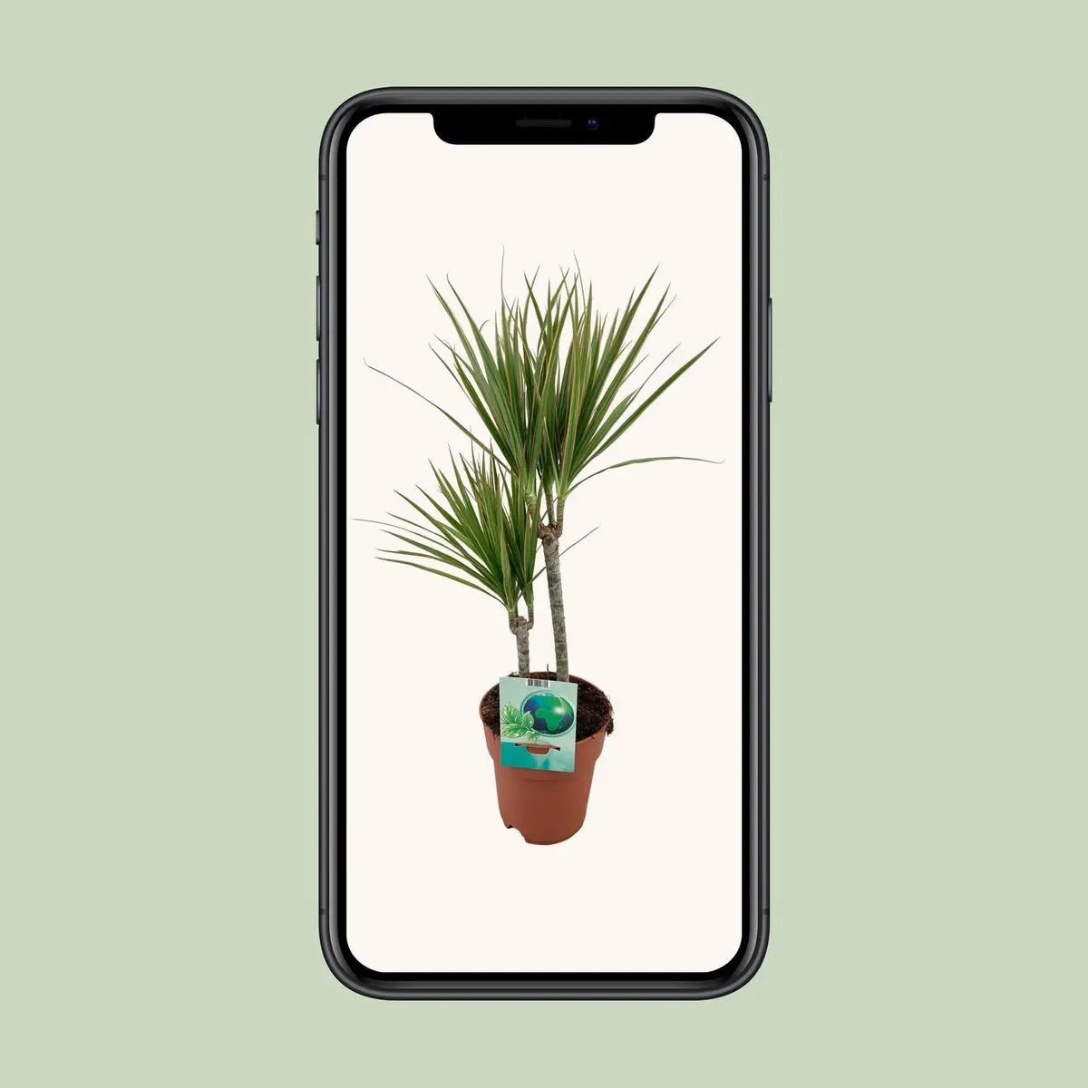 mobile Ansicht des Bildes des Dracaena marginata bicolor (Drachenbaum)
