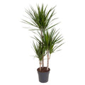 Dracaena marginata magenta mit 3 Stämmchen 110 cm Höhe bei Auslieferung