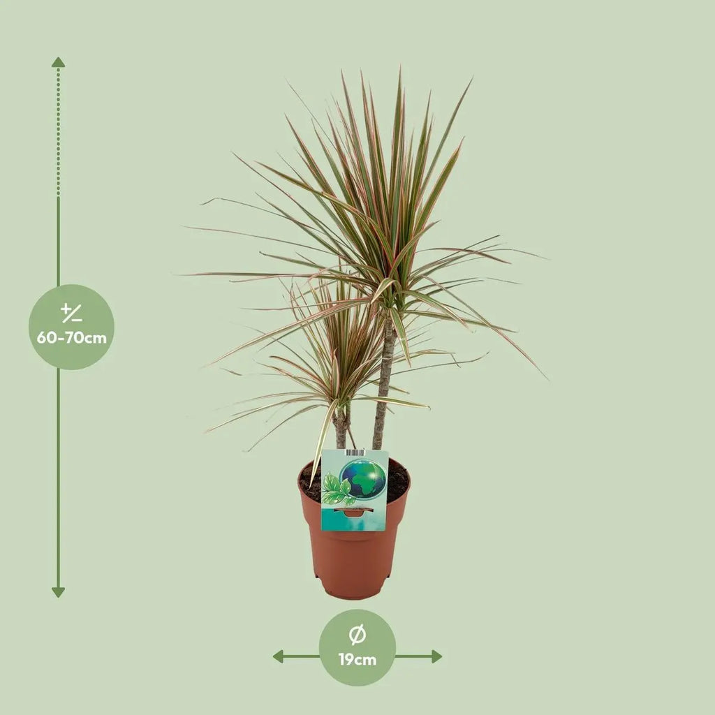 Dracaena tricolor Blattdetail mit Grün-Creme-Rosé Streifen