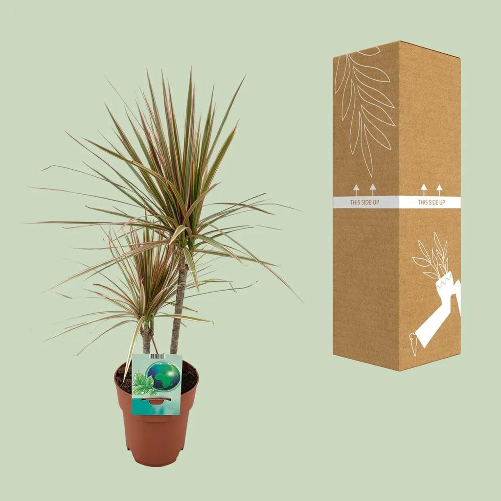 „Dracaena tricolor 3 neben transportsicherer Verpackung für den Versand