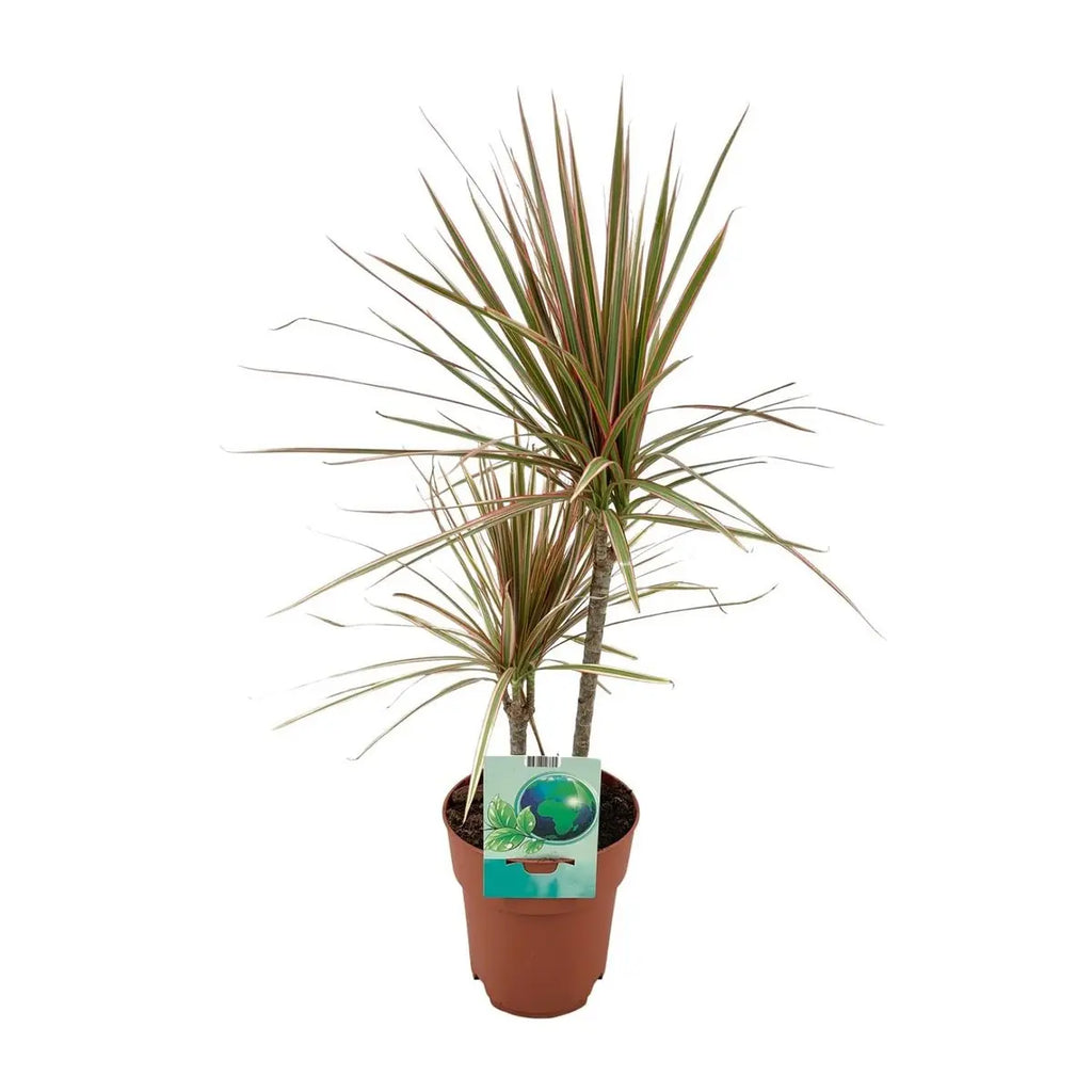 Dracaena marginata tricolor Drachenbaum im Topf Ø19 cm – Gesamtansicht