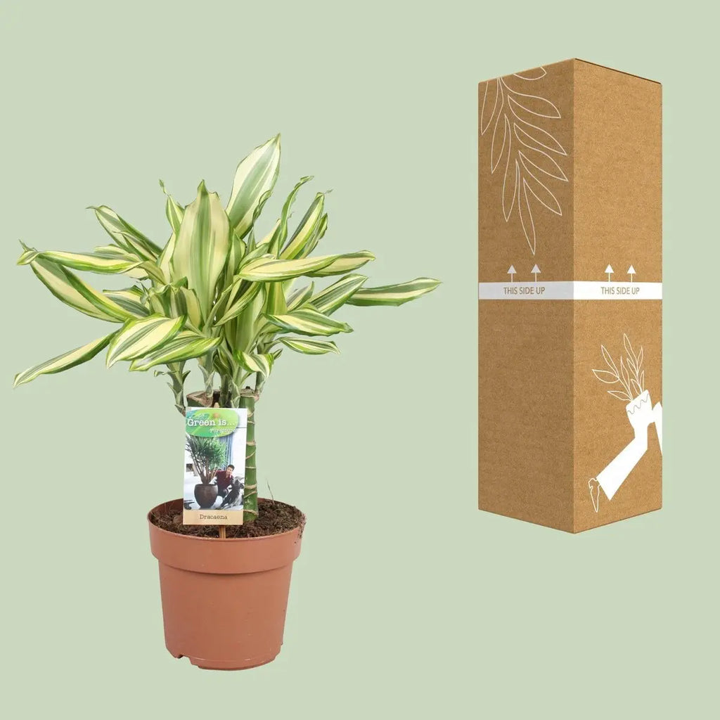 Draceana Diamond Dream neben transportsicherer Versandverpackung für die Auslieferung
