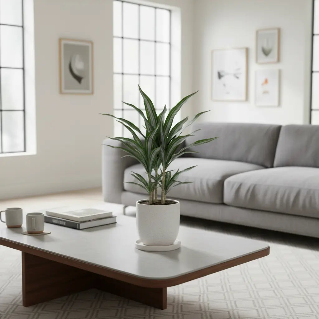 Dracaena DiamondDream Carrousssel pflegeleichte Zimmerpflanze halbschattig