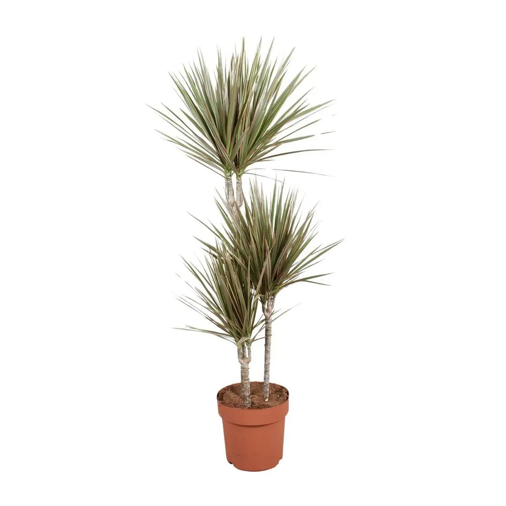 Drachenbaum Dracaena Zimmerpflanze 120 cm im Topf Ø21 cm