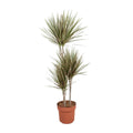 Drachenbaum Dracaena Zimmerpflanze 120 cm im Topf Ø21 cm