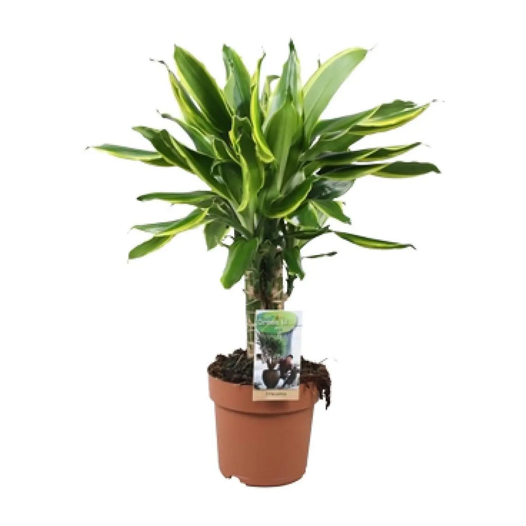 Drachenbaum Dracaena Zimmerpflanze 50 cm im 17 cm Topf