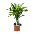 Drachenbaum Dracaena Zimmerpflanze 50 cm im 17 cm Topf