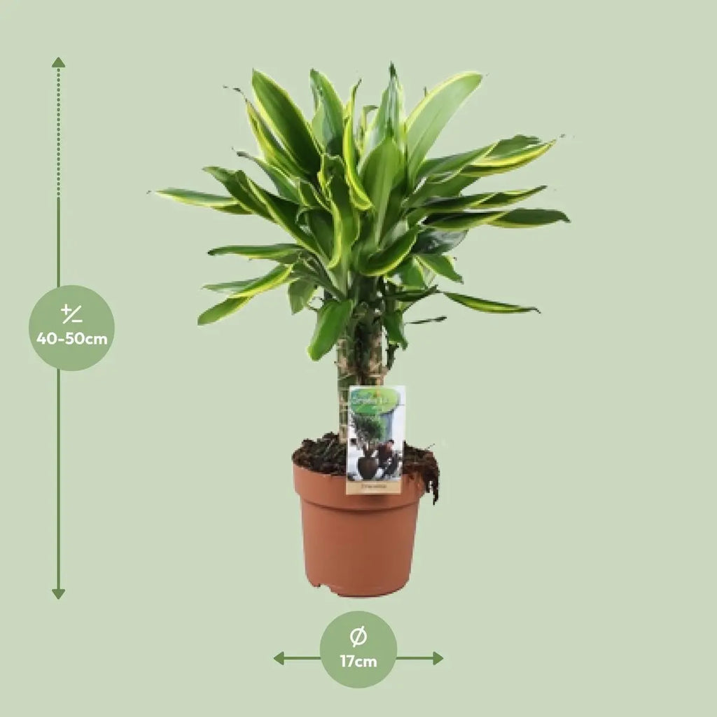 Visualisierung der Höhe und des Durchmessers der Drachenbaum Dracaena Golden Coast bei Anlieferung