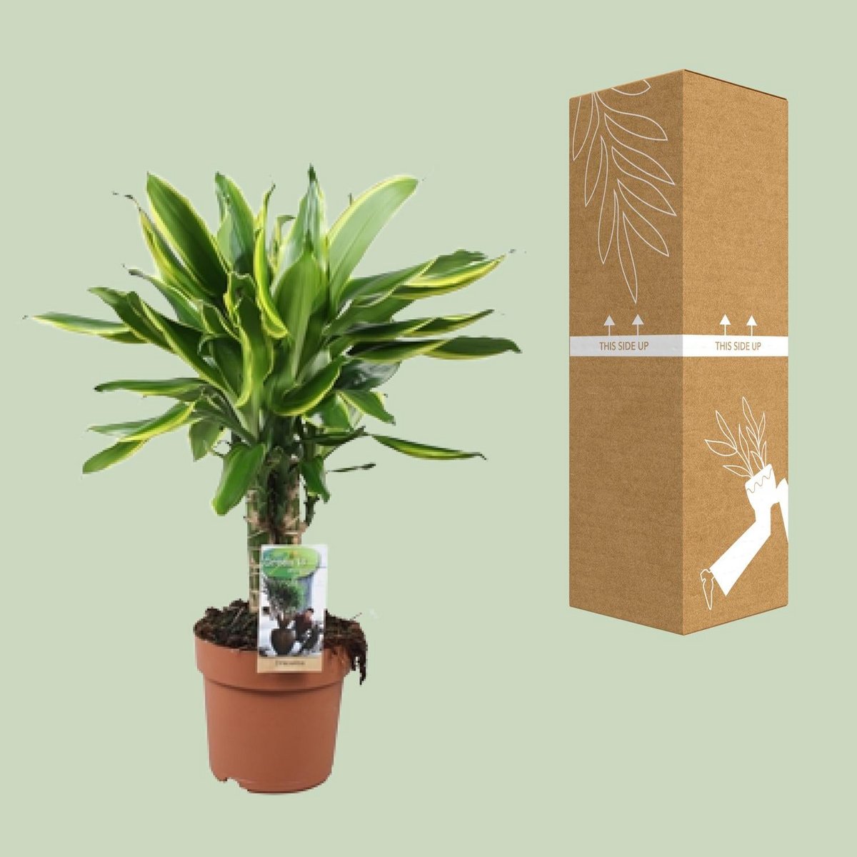 Drachenbaum Dracaena Golden Coast 3 mit transportsicherer Versand-Verpackung 