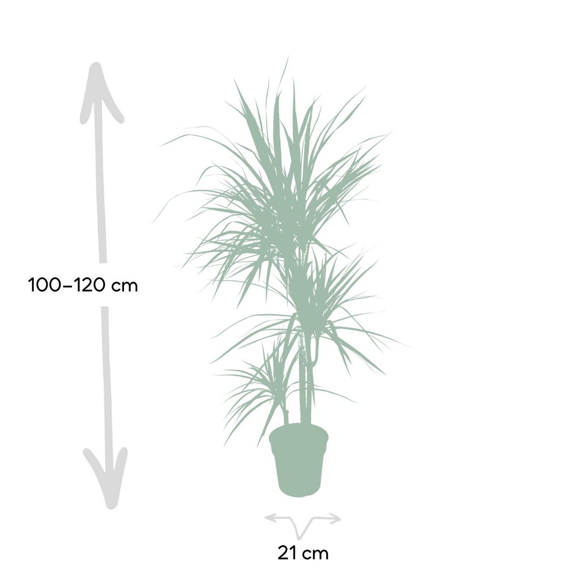Visualisierung der Größe bei Auslieferung Drachenbaum Dracaena Marginata 115 x 21 cm 