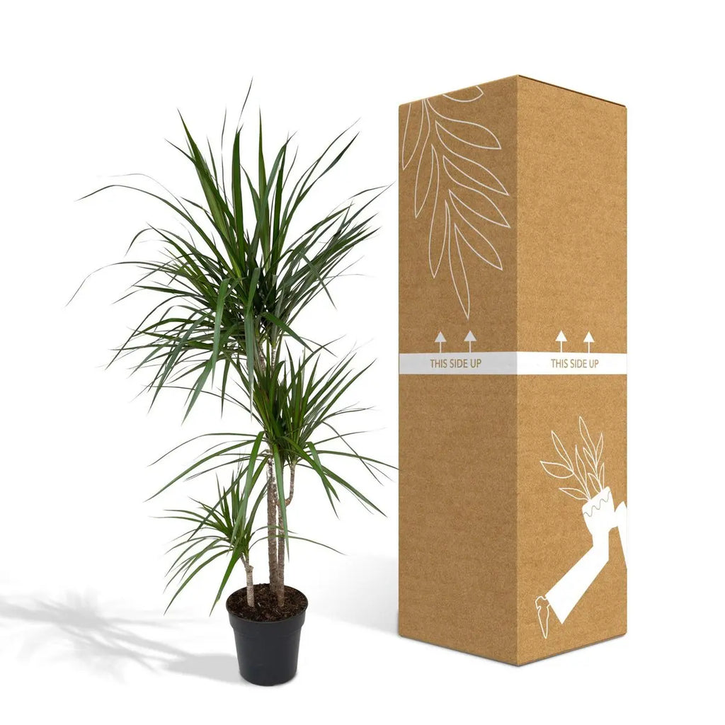 Drachenbaum Dracaena Marginata neben bruch- und transportsicherer Versand-Verpackung