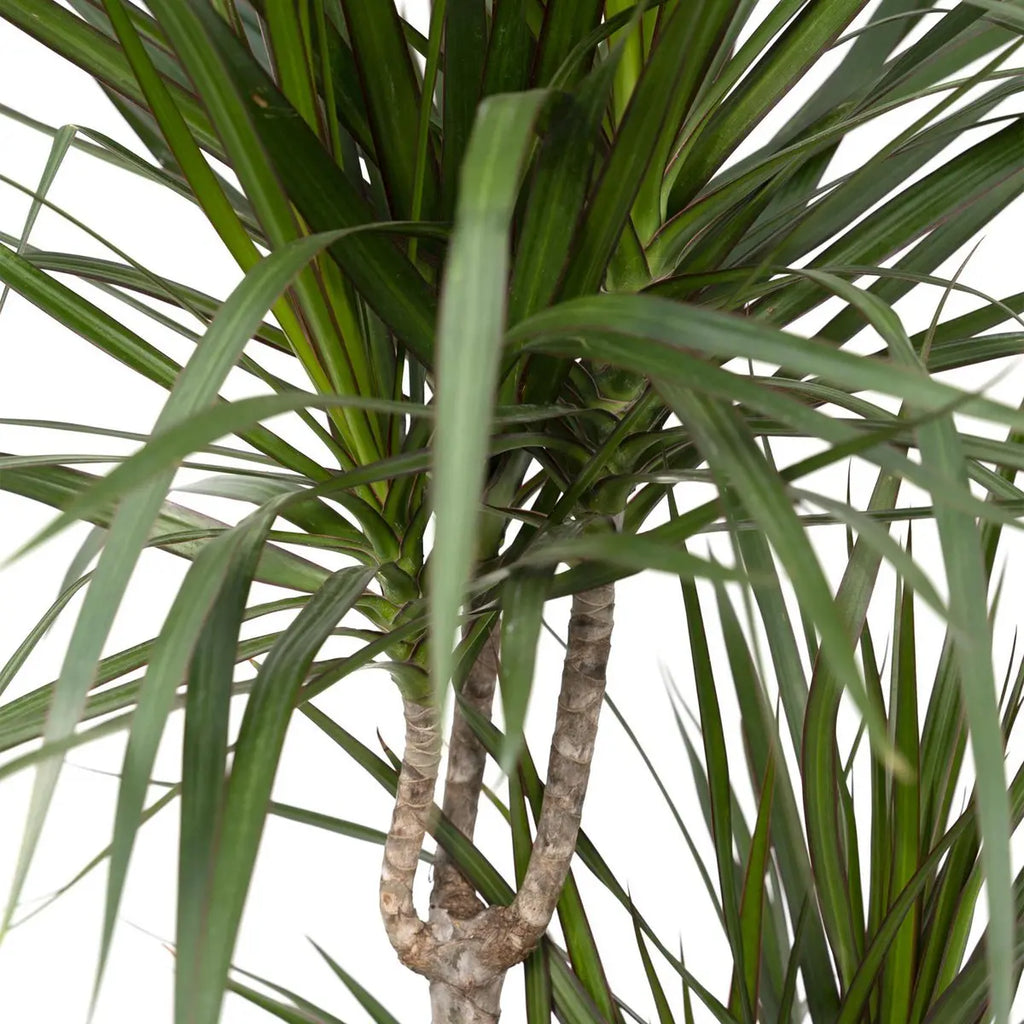 Drachenbaum Dracaena Marginata schmale Blätter mit Farbrand Detail