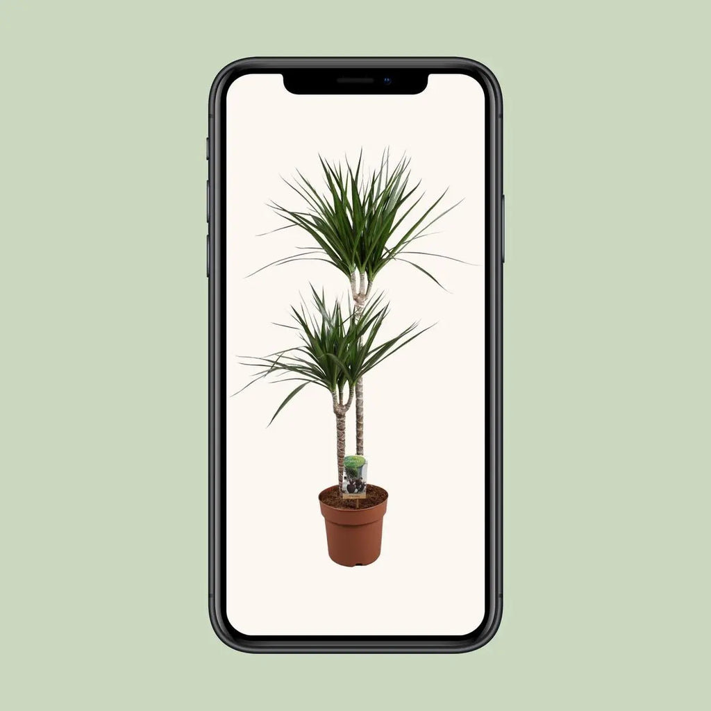 mobile Ansicht des Fotos der Dracaena marginata