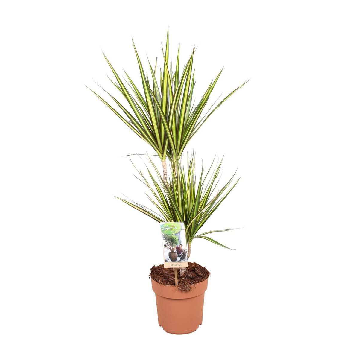 Drachenbaum Sunray (Dracaena marginata) , 2 Stämmchen