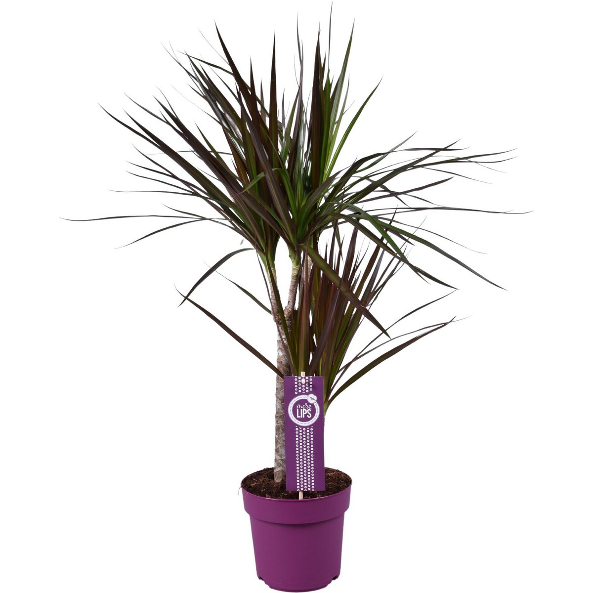 „Dracaena Magenta 30-15 70 cm Zimmerpflanze Drachenbaum Ø17 cm“