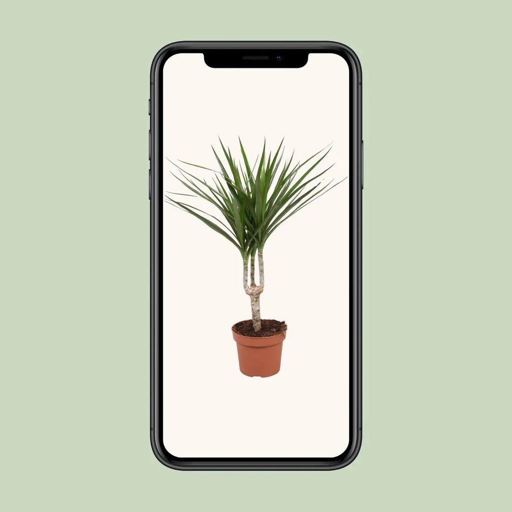 Mobil-Ansicht des Fotos DragonTree Einzelstämmchen