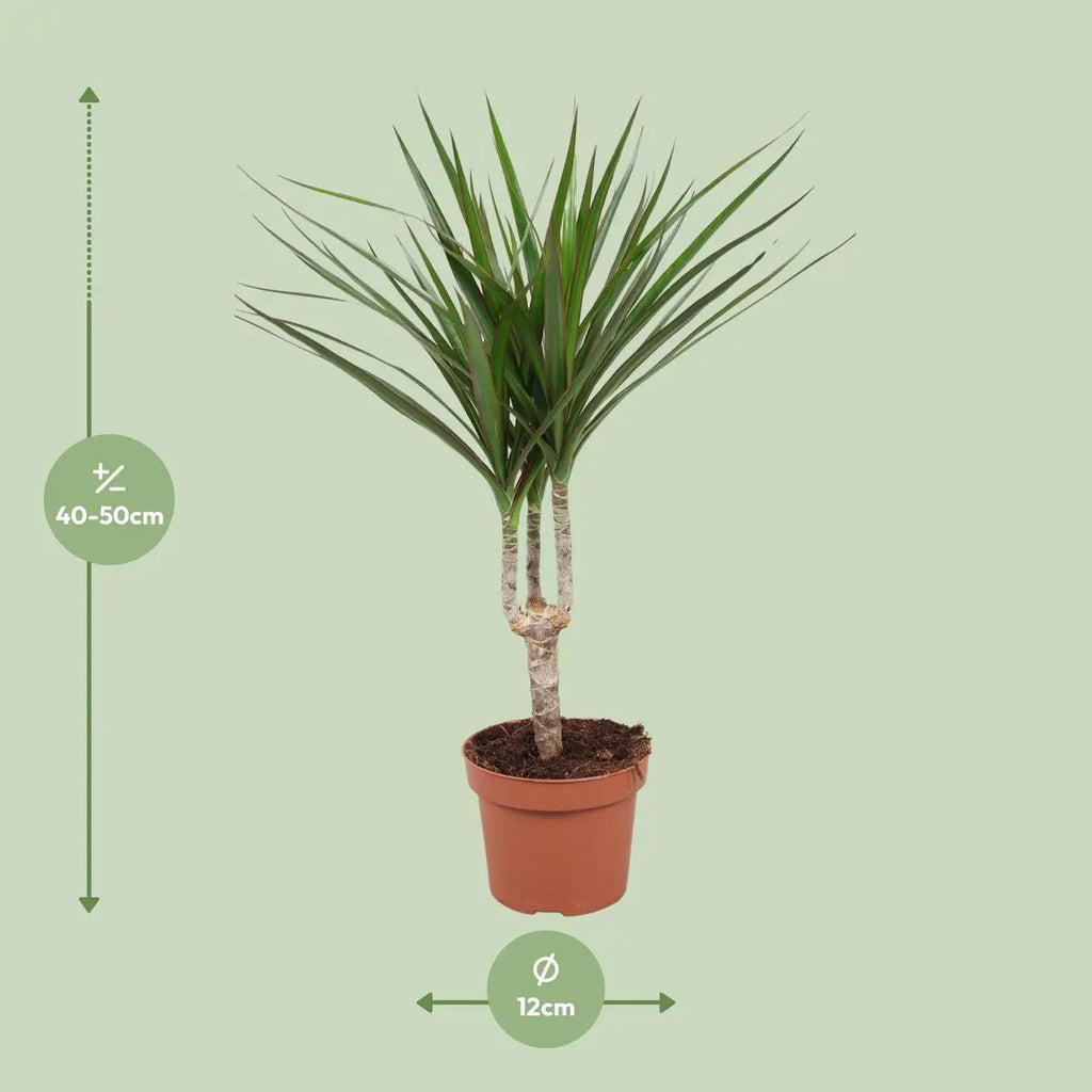 „DragonTree Dracaena Blattkrone – schmale grüne Blätter Detail“