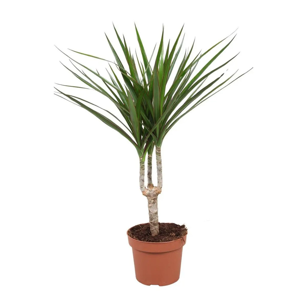 DragonTree Drachenbaum im Topf Ø12 cm – Gesamtansicht