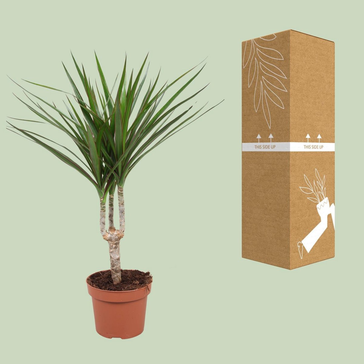 „DragonTree Zimmerpflanze Büro – pflegeleichter grüner Akzent mit bruchsicherer Transportverpackung, fotografiert im Auslieferzustand