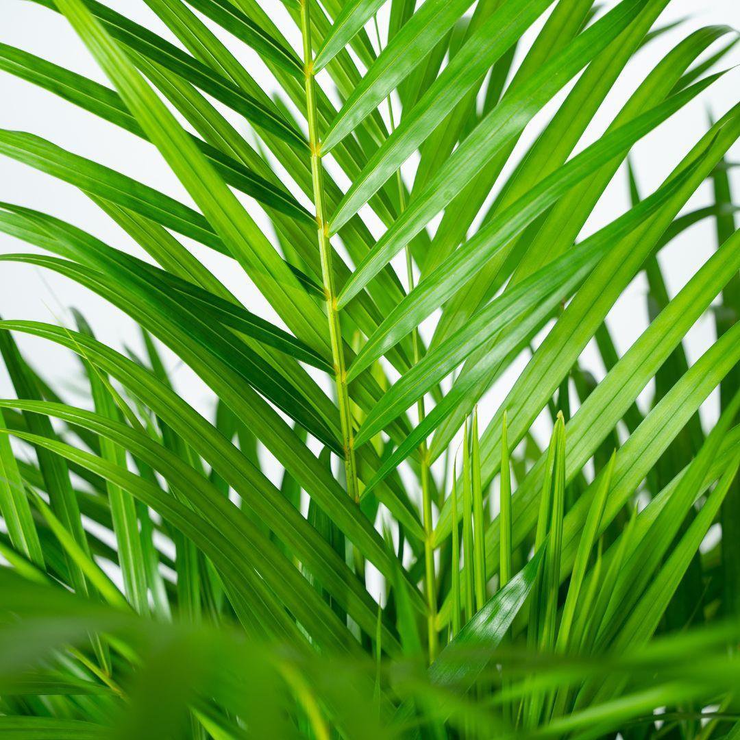 Areca-Palme im Wohnzimmer als tropischer Blickfang – Dypsis lutescens