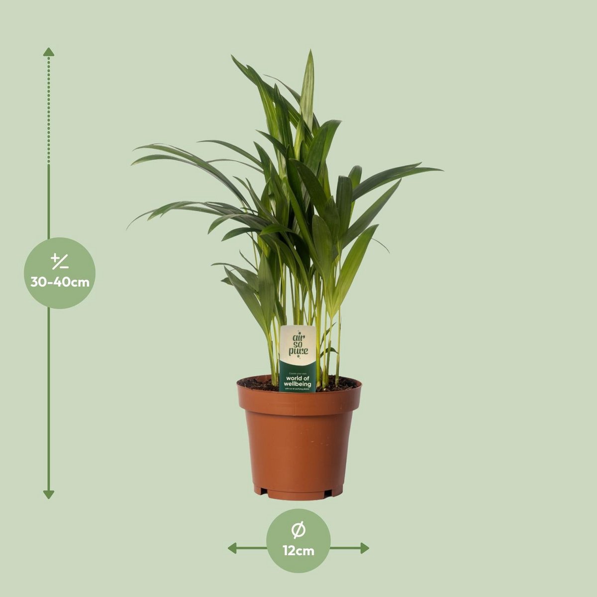Areca-Palme Dypsis lutescens – Visualisierung der Maße bei Lieferung (ca. 40 cm, P12)