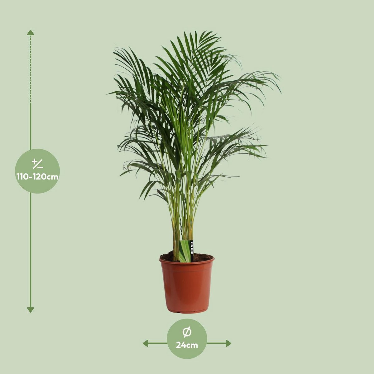 Dypsis lutescens Areca-Palme – Visualisierung Lieferhöhe ca. 120 cm und Topf Ø24 cm